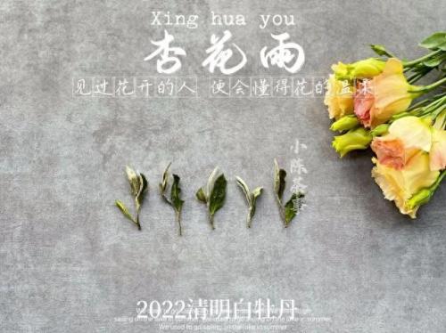 白茶品类排名前十(白茶品牌排名前十名)插图2