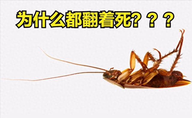 所有蟑螂排名前十(蟑螂掉进内衣里)插图3