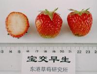 十大草莓排名前十图片(吃草莓的十大好处)插图16