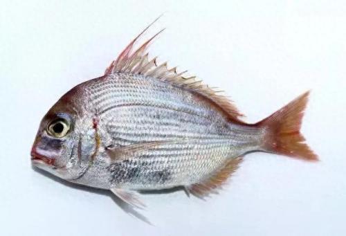 海鲷口感排名前十(海鲷价格)插图13