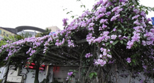 爬墙花卉排名前十(适合爬墙的花卉有哪些)插图1