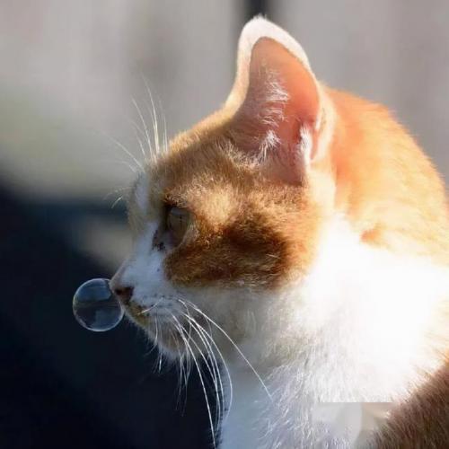 猫咪必备药膏排名前十(猫咪拉稀必备药)插图3
