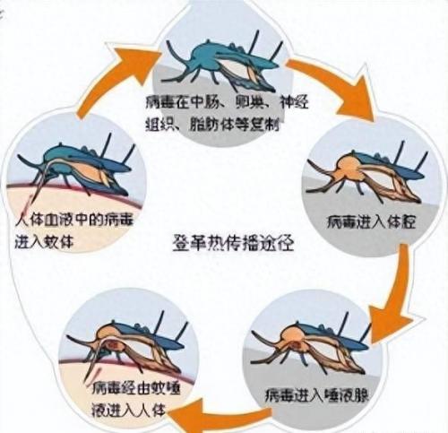 排名前十死亡病(食道癌死亡率100%)插图2
