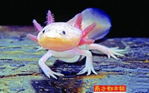 墨西哥蝾螈(蝾螈的危害)