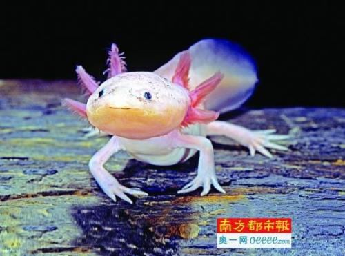 墨西哥蝾螈(蝾螈的危害)插图