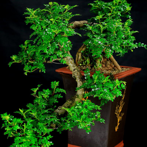 盆景植物(盆景植物大全)插图12