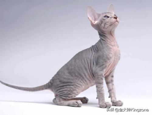 美国最贵宠物排名前十(美国宠物用品排行)插图4
