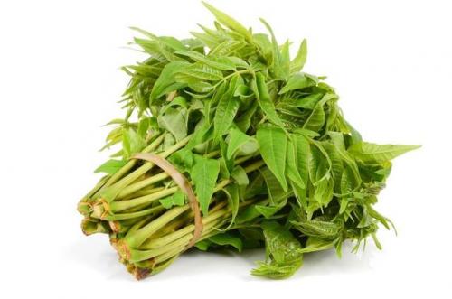 蕨菜的功效作用及危害(蕨菜)插图4