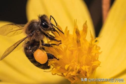 什么品牌蜂蜜最好(中国蜂蜜排行榜前十名)插图1