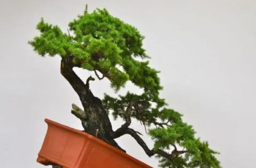 名贵树桩盆景排名前十(什么树桩盆景最值钱)插图3