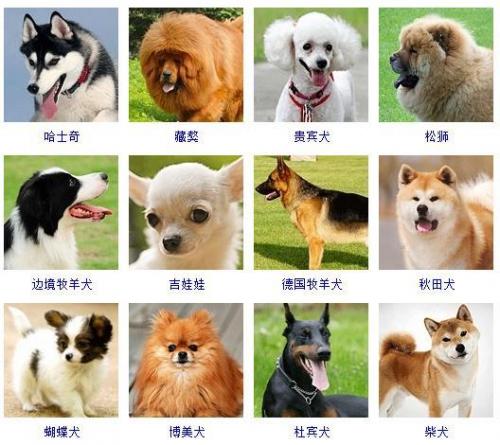 宠物狗品种大全(宠物狗排名前十)插图