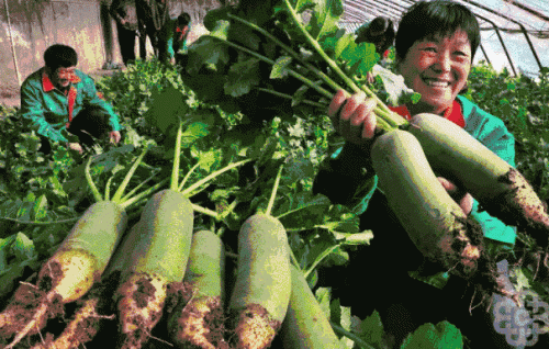 武清最贵美食排名前十(武清美食排行榜)插图12