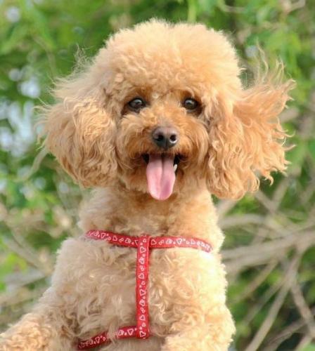 世界聪明名犬排名前十(拉布拉多智商排名)插图8
