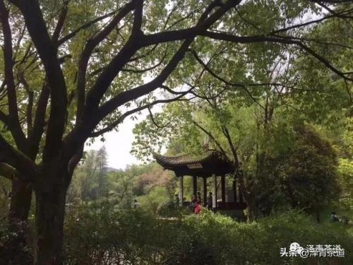 紫砂茶壶品牌排名前十(高端紫砂壶的品牌)插图60