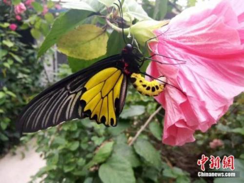 轮回之章羽翼蓝宝石(羽翼蓝宝石在哪)插图3