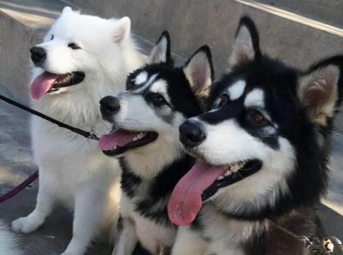 阿拉斯加犬图片(阿拉斯加犬多少钱一只)插图