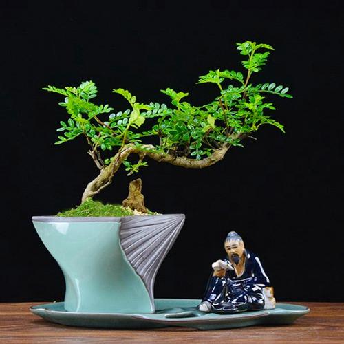盆景植物(盆景植物大全)插图16