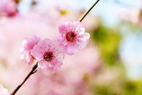 春花秋月何时了词牌是(中秋月是词牌名吗)插图6