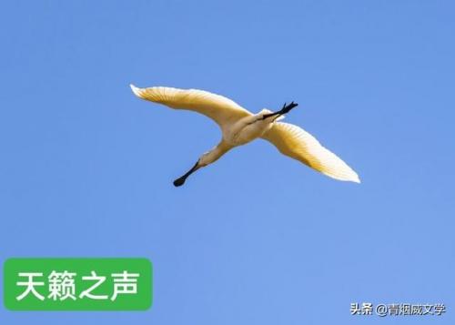天籁之声(经典十大天籁之声歌曲)插图3