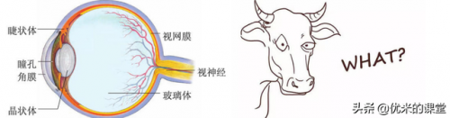 天然增稠剂植物排名前十(粥用增稠剂怎样使用)插图13