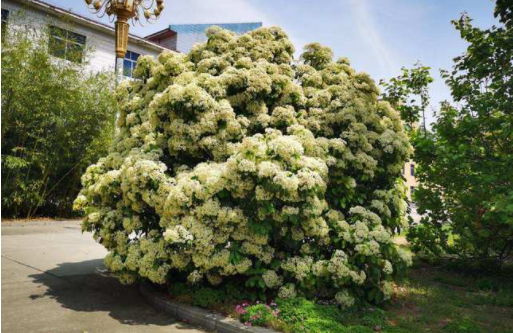湖南十大花种排名前十(湖南十大果树排名)插图7