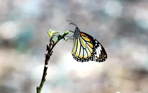 蝴蝶飞啊(蝴蝶飞呀一双双什么歌)