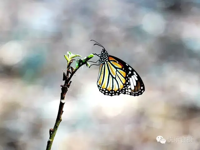 蝴蝶飞啊(蝴蝶飞呀一双双什么歌)插图