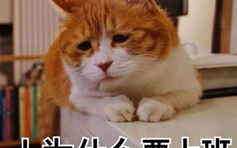 小型洗碗机(迷你洗碗机)