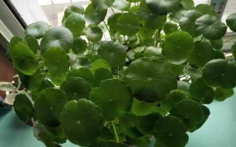 陕西泡菜工厂排名前十(陕西大白菜腌制泡菜)