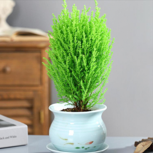 盆景植物(盆景植物大全)插图8