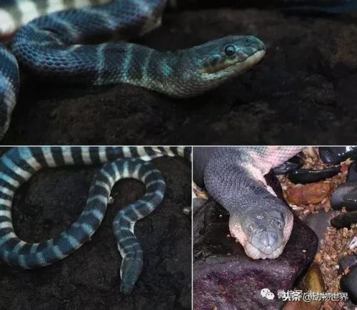 毒蛇排名前十死亡时间(寻找中国十大毒蛇)插图14