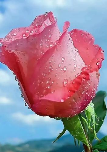 花卉图案(花卉logo图案大全)插图51