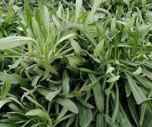 面条菜图片(面条菜的食用方法)插图1