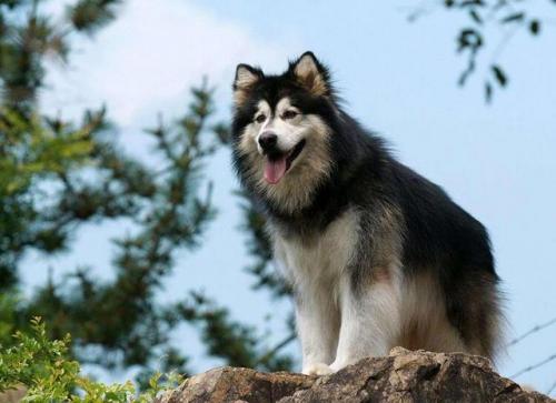 阿拉斯加犬图片(阿拉斯加犬多少钱一只)插图2