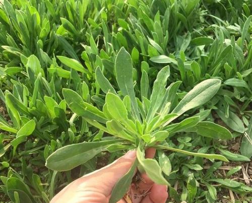 面条菜图片(面条菜的食用方法)插图2