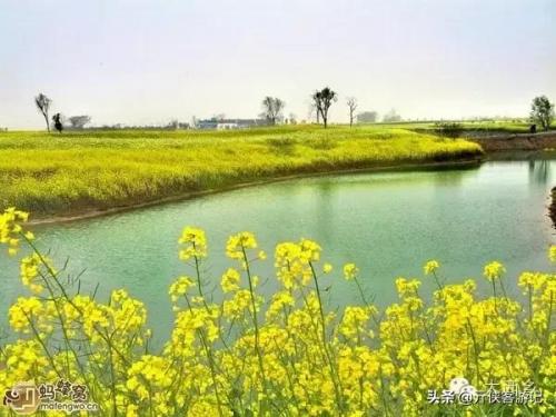 中国油菜之乡排名前十(全国油菜花开最早省市县乡)插图7