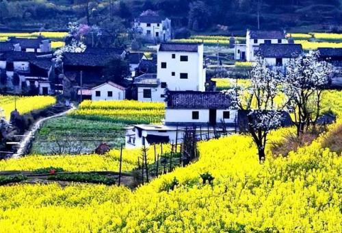 婺源油菜花(婺源油菜花文案)插图5