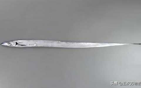 台湾稀有鱼类排名前十(长江稀有鱼类)