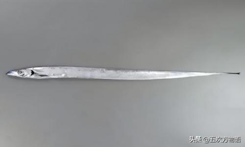 台湾稀有鱼类排名前十(长江稀有鱼类)插图