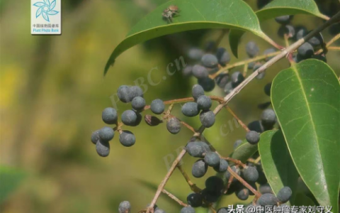 女贞子的功效与作用及食用方法(女贞子最佳配伍菟丝子)
