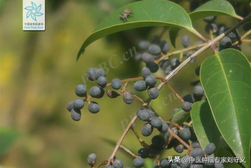 女贞子的功效与作用及食用方法(女贞子最佳配伍菟丝子)插图