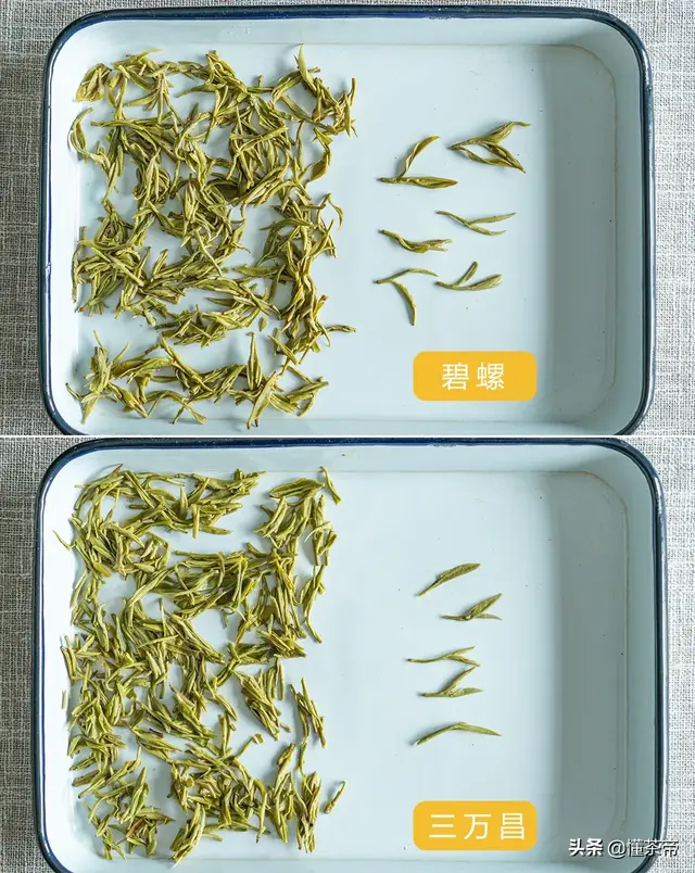 绿茶碧螺春(正宗碧螺春茶叶图片)插图6