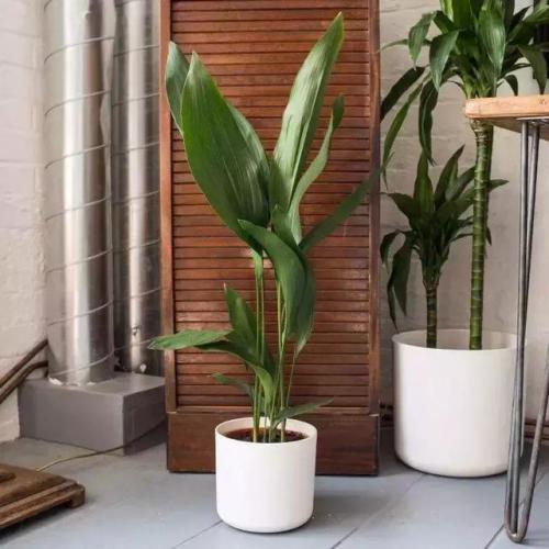 天然防臭植物排名前十(可以除臭的植物)插图12