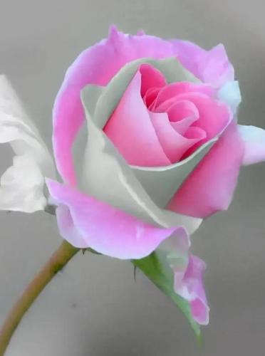 花卉图案(花卉logo图案大全)插图46