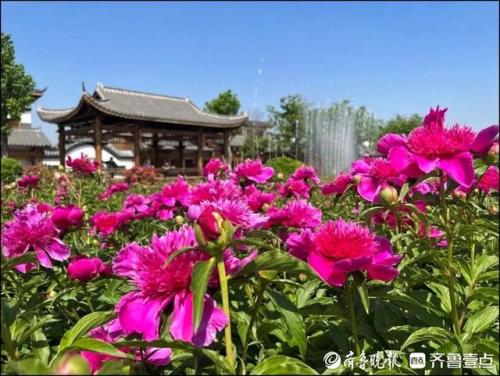 泰安旅游(泰安老街)插图19