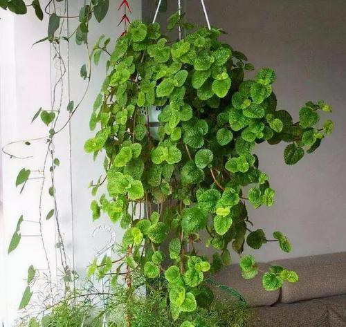天然防臭植物排名前十(可以除臭的植物)插图3