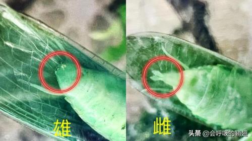 2022螳螂出装(螳螂铭文)插图28