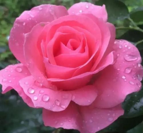 花卉图案(花卉logo图案大全)插图33