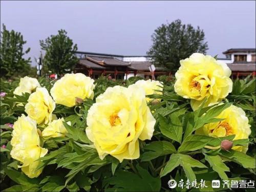 泰安旅游(泰安老街)插图20