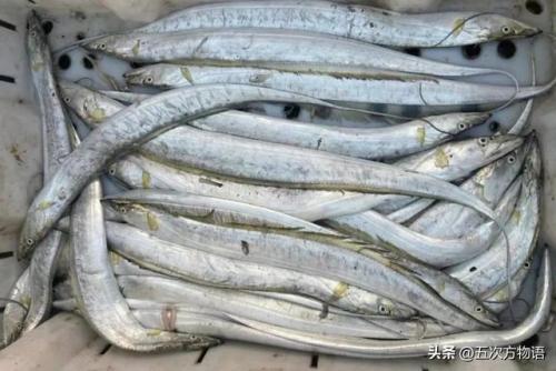 台湾稀有鱼类排名前十(长江稀有鱼类)插图8